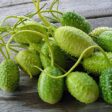 Suco de maxixe