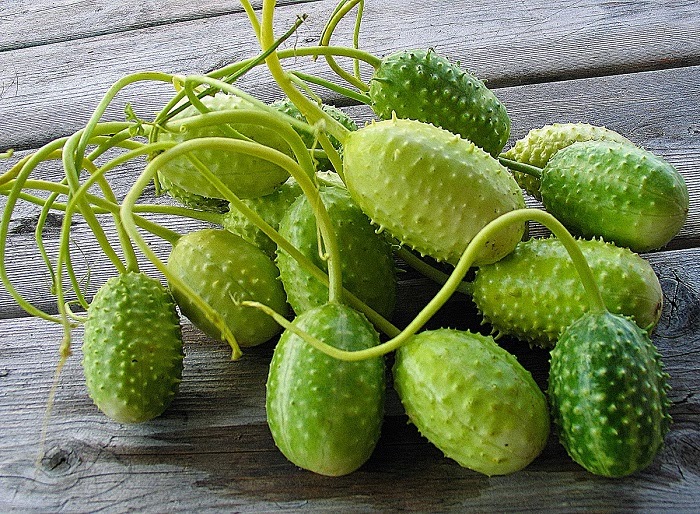Suco de maxixe