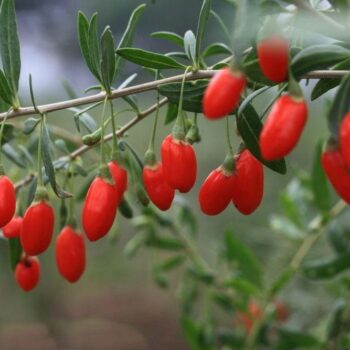 Goji Berry