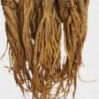 Angelica Chinesa