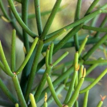 Avelós (Euphorbia tirucalli)