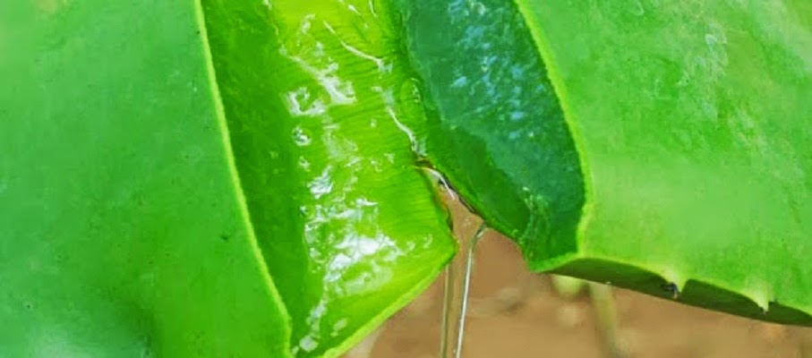 Babosa Assadura