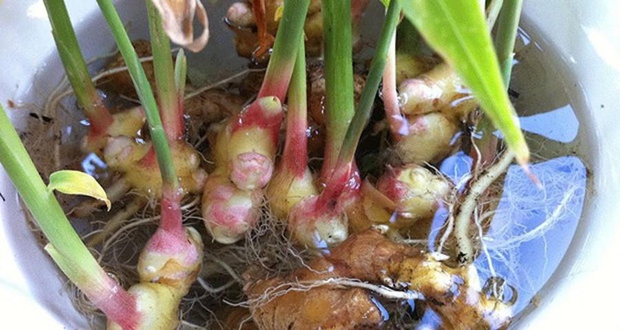 Como plantar gengibre em casa
