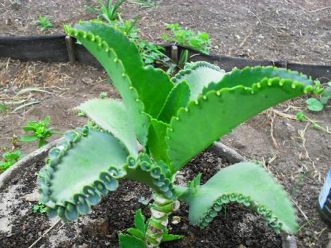 Foto da Planta aranto conhecida como planta cura do câncer