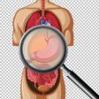 O guia completo para você curar seu estômago e intestino