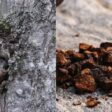 Cogumelo Chaga: conheça o fungo que pode combater o câncer