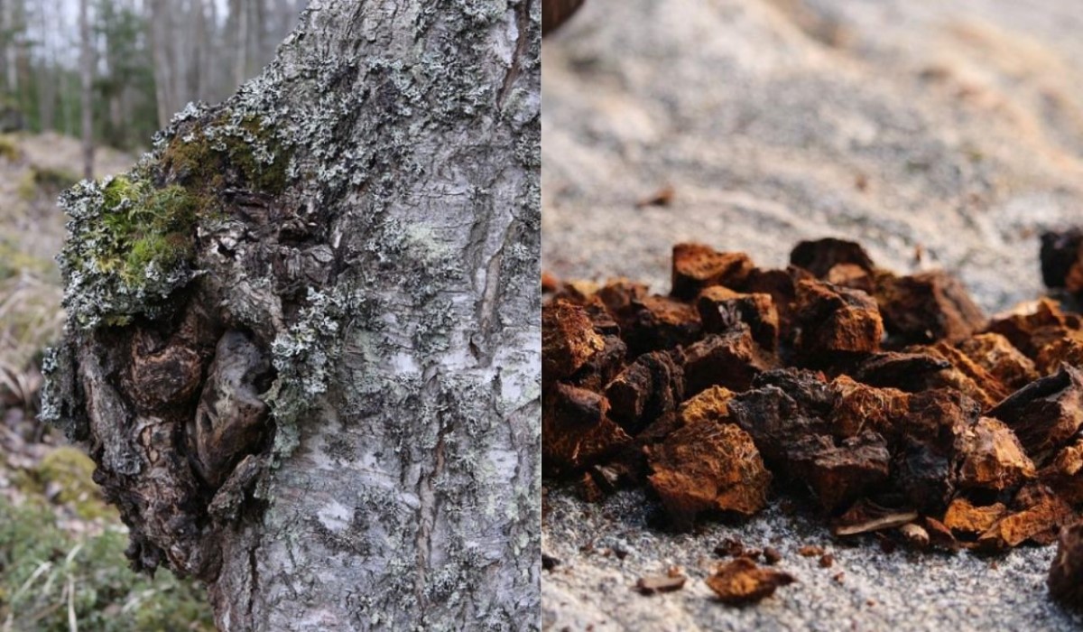 Cogumelo Chaga: conheça o fungo que pode combater o câncer